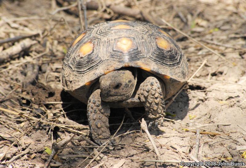 Texas Tortoise (Gopherus berlandieri)