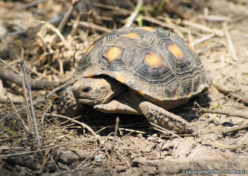 Texas Tortoise (Gopherus berlandieri)