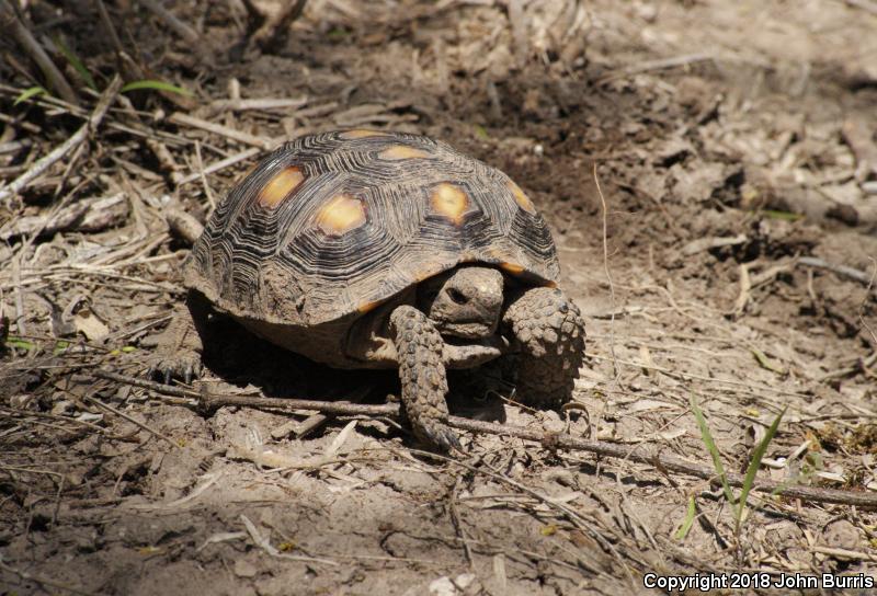 Texas Tortoise (Gopherus berlandieri)