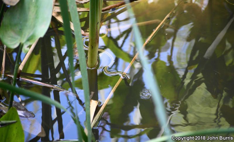 Gulf Coast Ribbonsnake (Thamnophis proximus orarius)