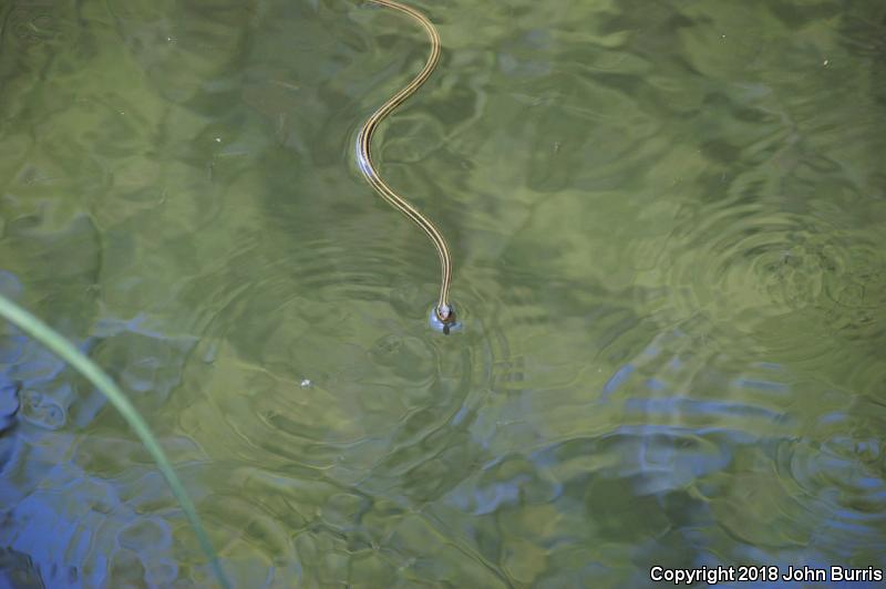 Gulf Coast Ribbonsnake (Thamnophis proximus orarius)