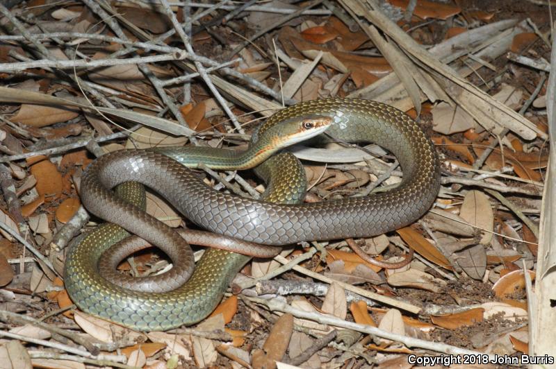 Ruthven's Whipsnake (Coluber schotti ruthveni)