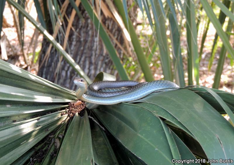 Ruthven's Whipsnake (Coluber schotti ruthveni)