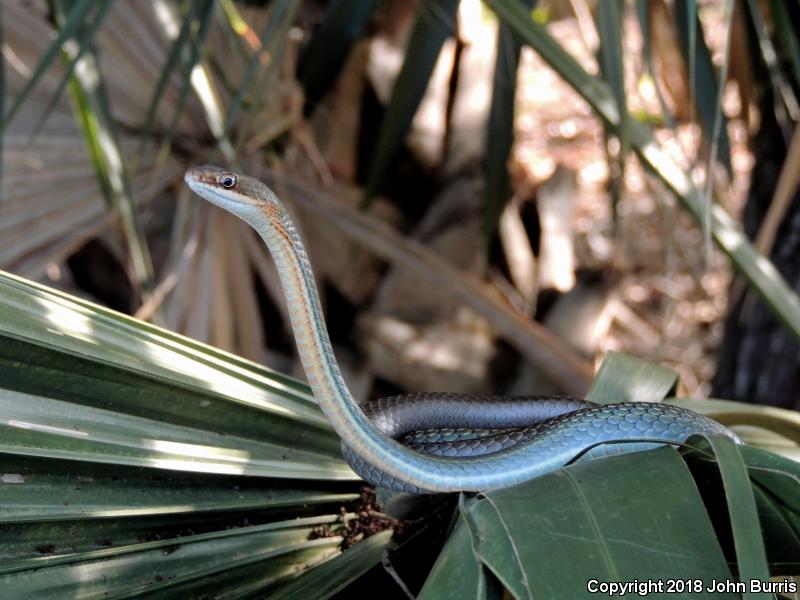 Ruthven's Whipsnake (Coluber schotti ruthveni)