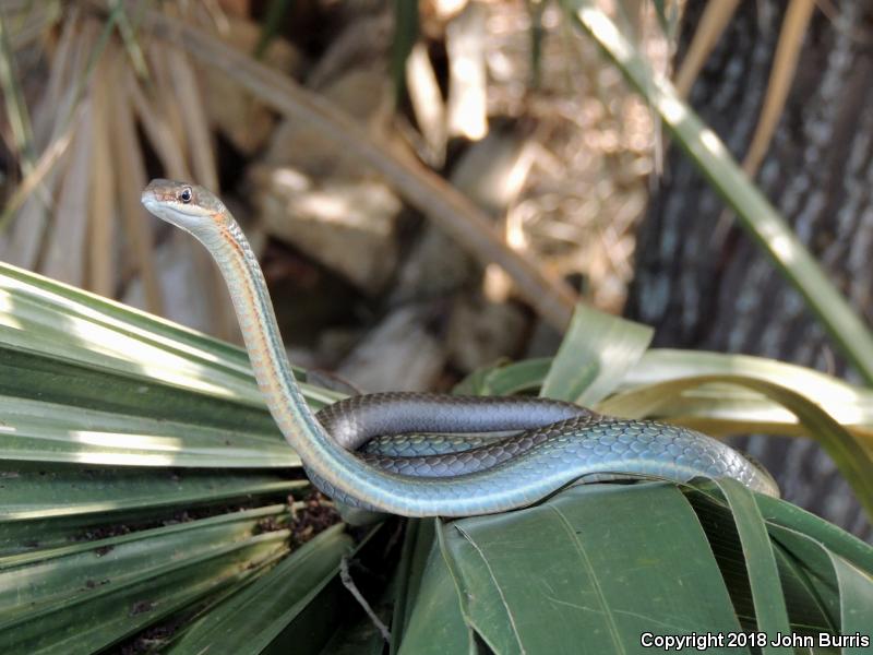 Ruthven's Whipsnake (Coluber schotti ruthveni)