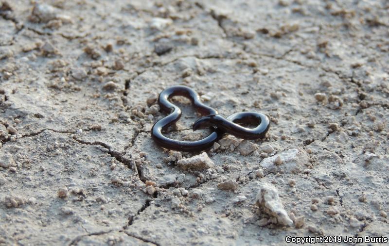 Brahminy Blindsnake (Ramphotyphlops braminus)