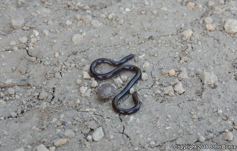 Brahminy Blindsnake (Ramphotyphlops braminus)