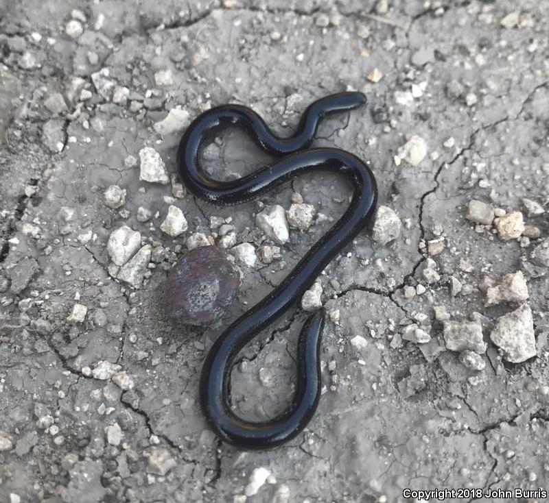 Brahminy Blindsnake (Ramphotyphlops braminus)