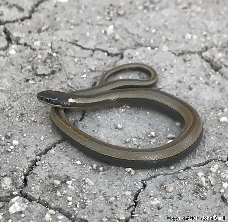 Tamaulipan Black-striped Snake (Coniophanes imperialis imperialis)
