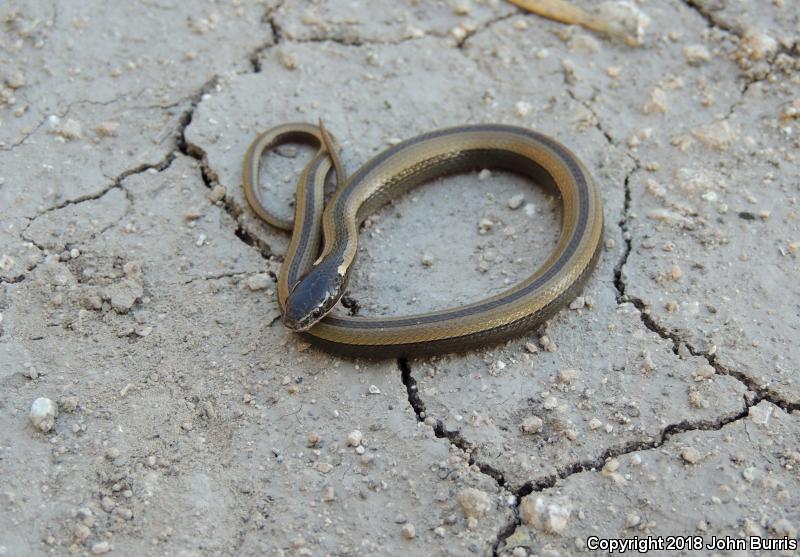 Tamaulipan Black-striped Snake (Coniophanes imperialis imperialis)