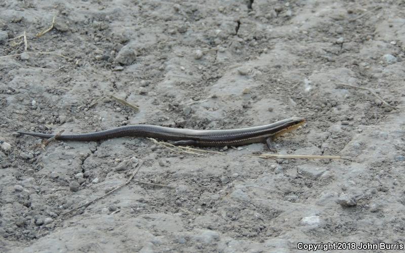 Short-lined Skink (Plestiodon tetragrammus brevilineatus)