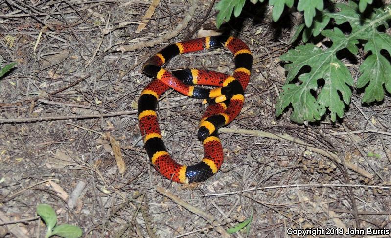 Texas Coralsnake (Micrurus tener)