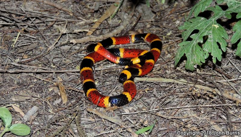 Texas Coralsnake (Micrurus tener)