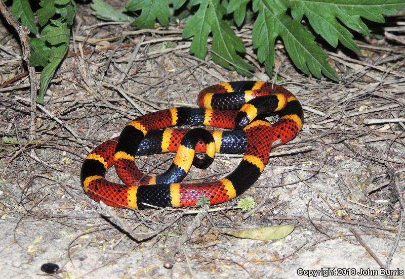 Texas Coralsnake (Micrurus tener)