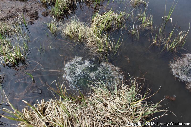 Columbia Spotted Frog (Rana luteiventris)