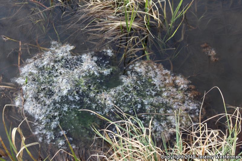 Columbia Spotted Frog (Rana luteiventris)