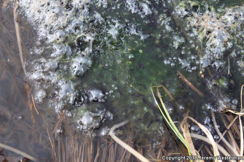 Columbia Spotted Frog (Rana luteiventris)