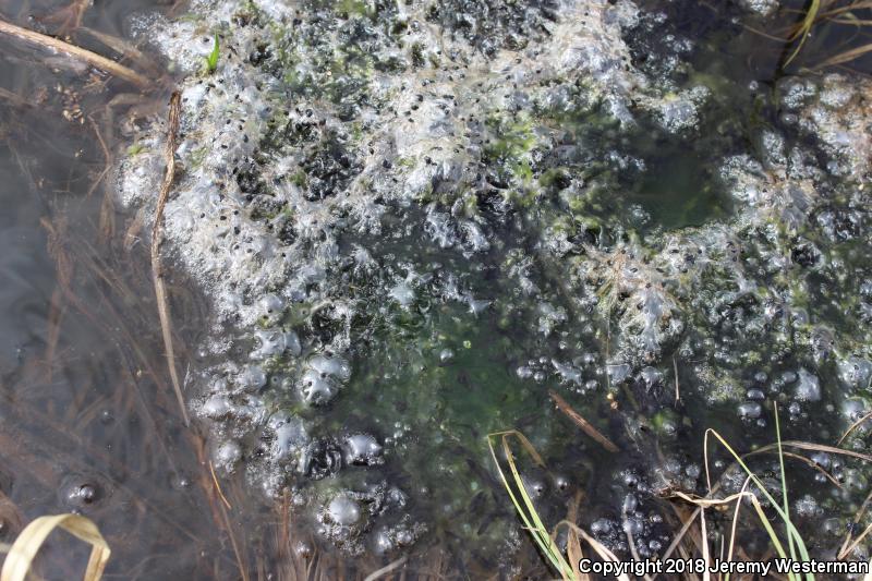 Columbia Spotted Frog (Rana luteiventris)