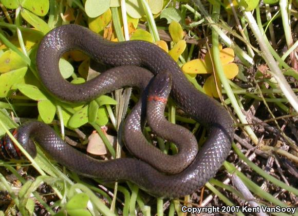 San Diego Ring-necked Snake (Diadophis punctatus similis)