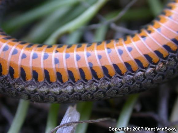 San Diego Ring-necked Snake (Diadophis punctatus similis)