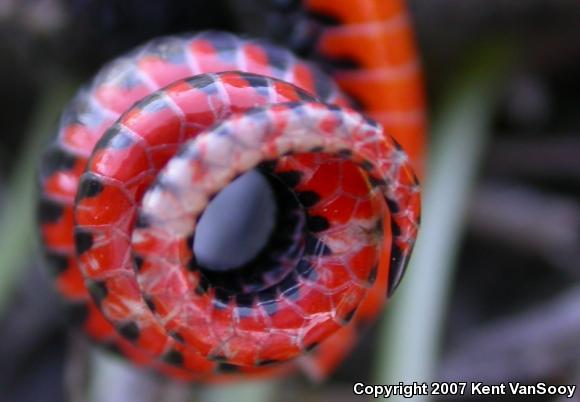 San Diego Ring-necked Snake (Diadophis punctatus similis)