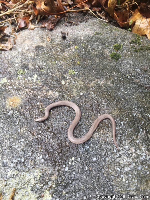 Eastern Smooth Earthsnake (Virginia valeriae valeriae)