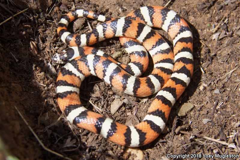 Utah Milksnake (Lampropeltis triangulum taylori)