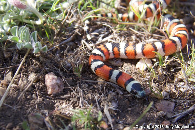 Utah Milksnake (Lampropeltis triangulum taylori)