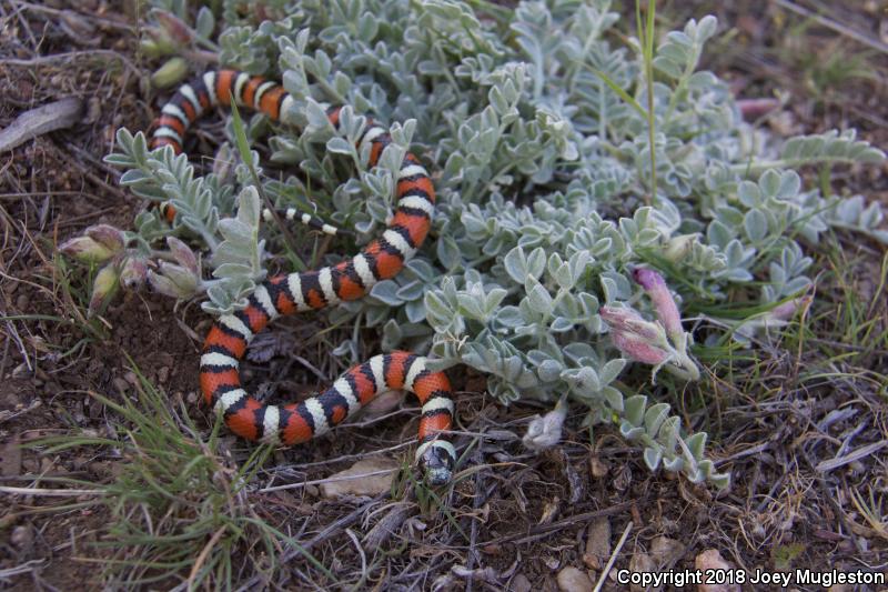 Utah Milksnake (Lampropeltis triangulum taylori)