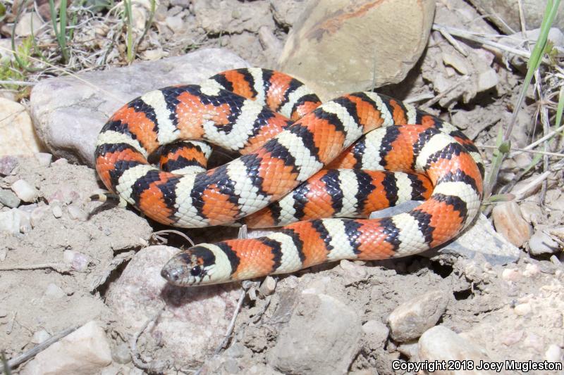 Utah Milksnake (Lampropeltis triangulum taylori)