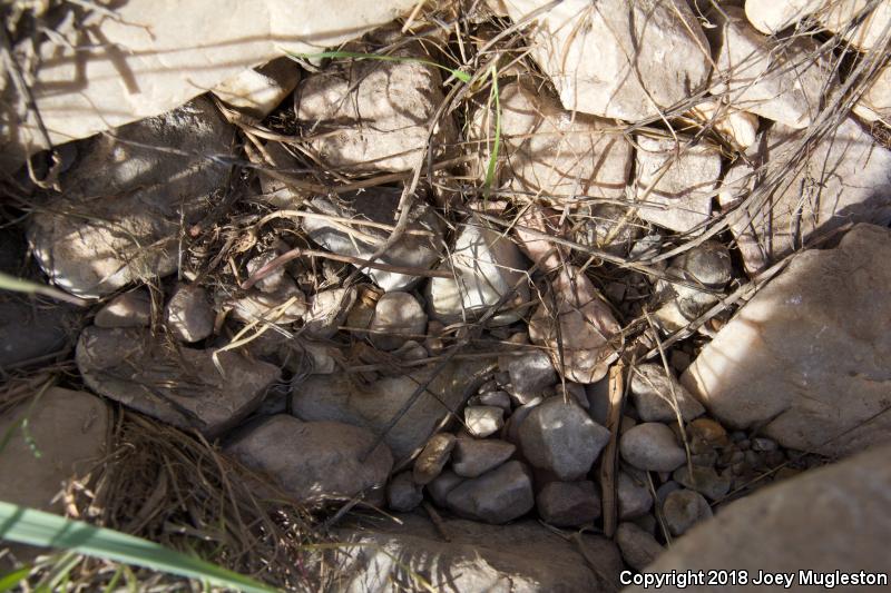 Utah Milksnake (Lampropeltis triangulum taylori)