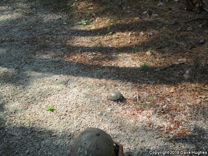 Eastern Mud Turtle (Kinosternon subrubrum subrubrum)