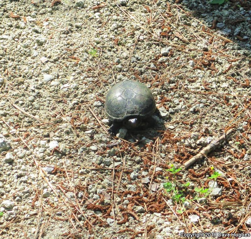 Eastern Mud Turtle (Kinosternon subrubrum subrubrum)