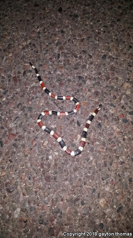 Sonoran Coralsnake (Micruroides euryxanthus)