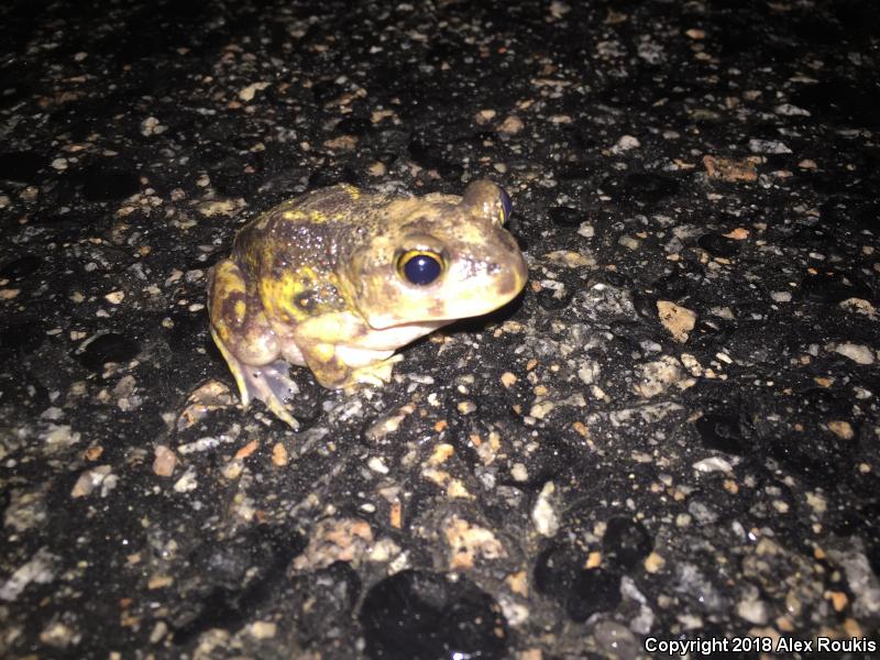 Eastern Spadefoot (Scaphiopus holbrookii)