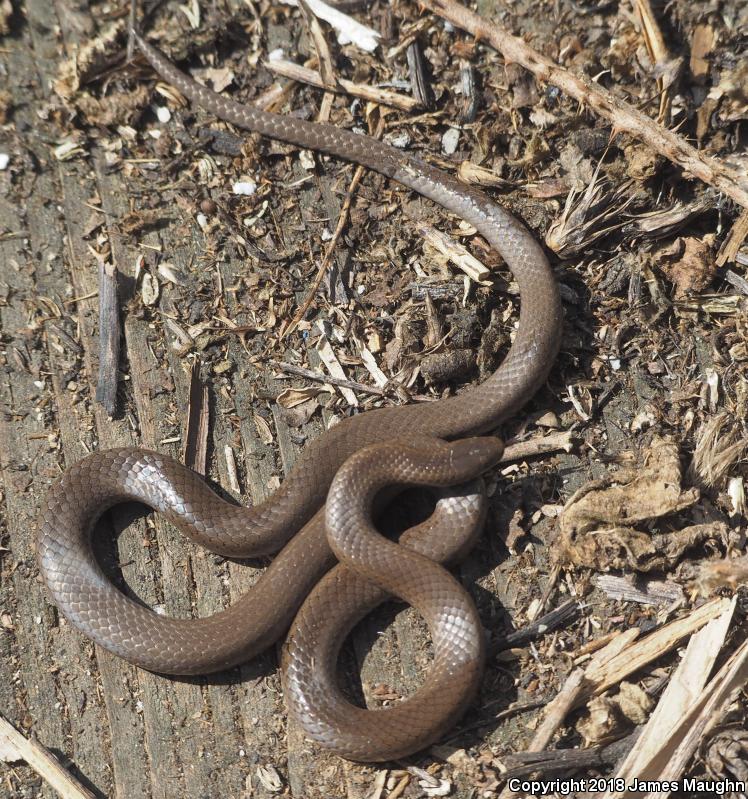 Forest Sharp-tailed Snake (Contia longicaudae)