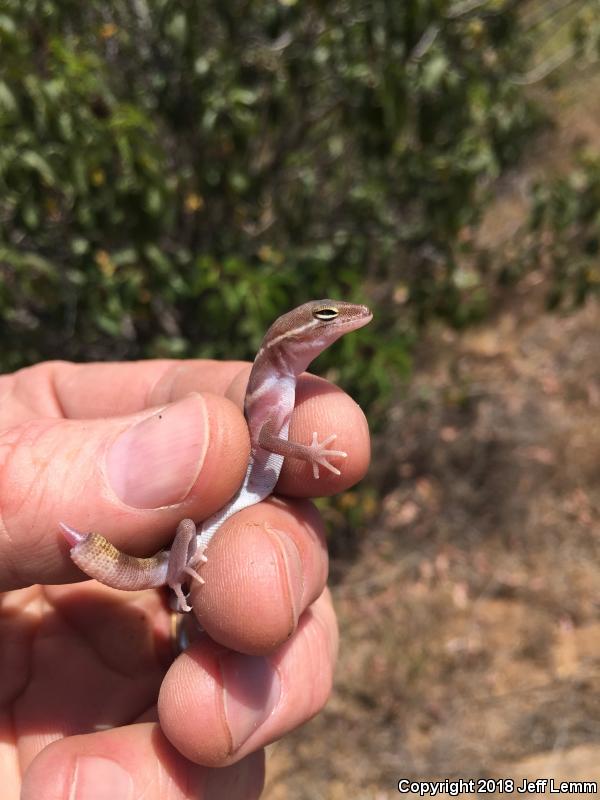 San Diego Banded Gecko (Coleonyx variegatus abbotti)