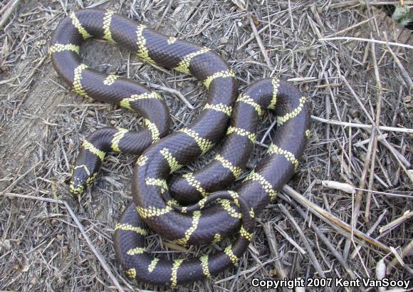 California Kingsnake (Lampropeltis getula californiae)