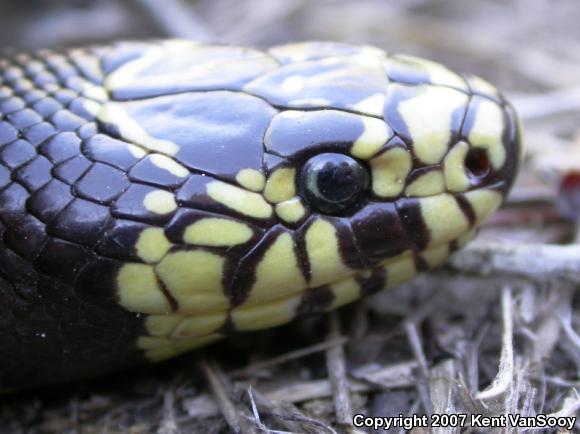 California Kingsnake (Lampropeltis getula californiae)