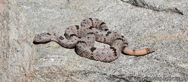 Banded Rock Rattlesnake (Crotalus lepidus klauberi)