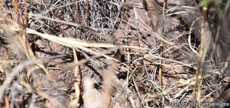 Elegant Earless Lizard (Holbrookia elegans)