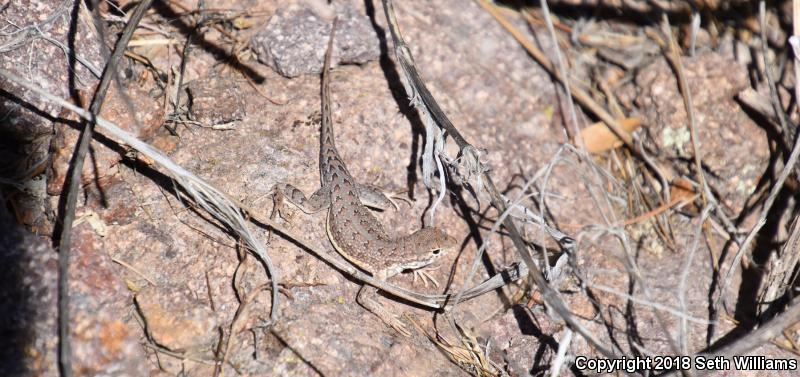 Elegant Earless Lizard (Holbrookia elegans)