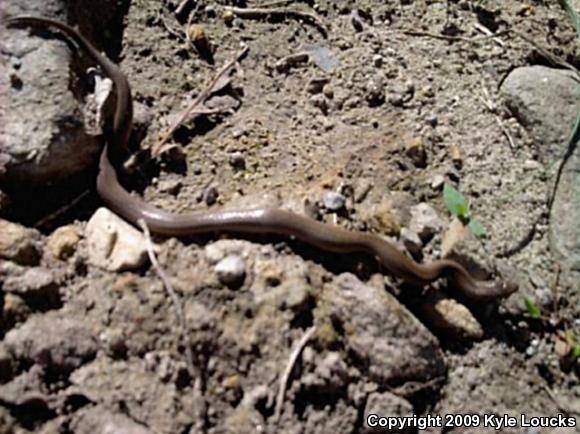 Mountain Earthsnake (Virginia valeriae pulchra)