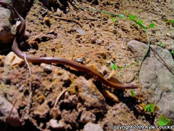 Mountain Earthsnake (Virginia valeriae pulchra)