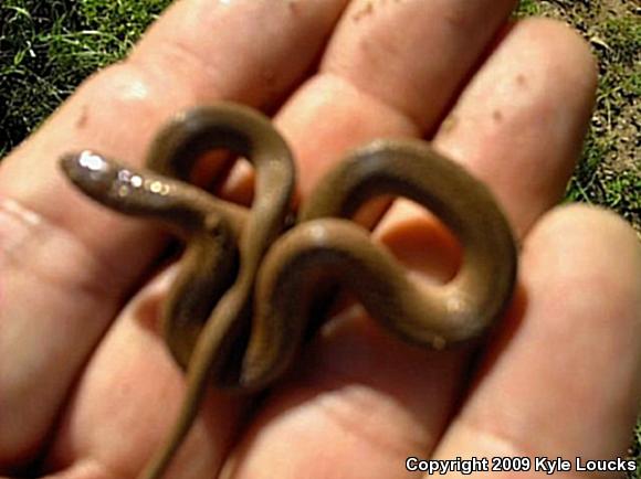 Mountain Earthsnake (Virginia valeriae pulchra)