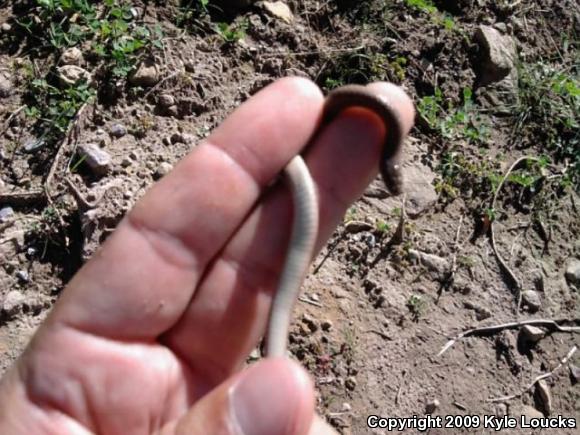 Mountain Earthsnake (Virginia valeriae pulchra)