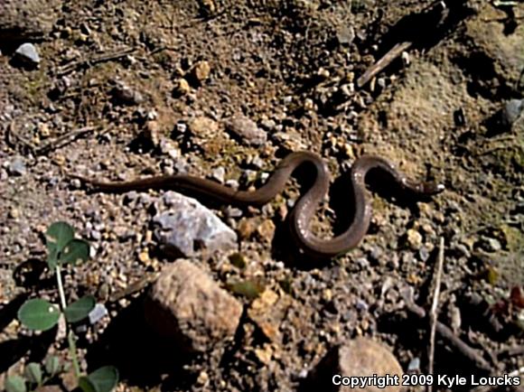 Mountain Earthsnake (Virginia valeriae pulchra)