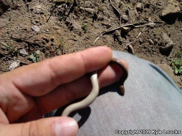 Mountain Earthsnake (Virginia valeriae pulchra)