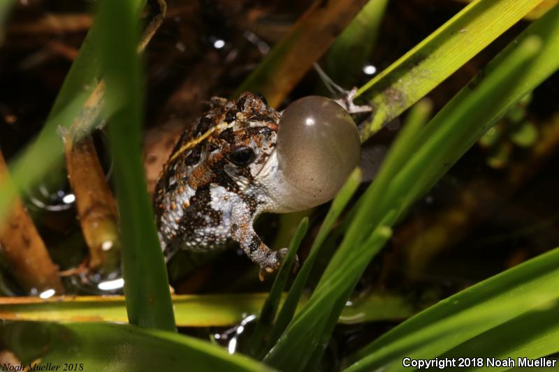 Oak Toad (Anaxyrus quercicus)