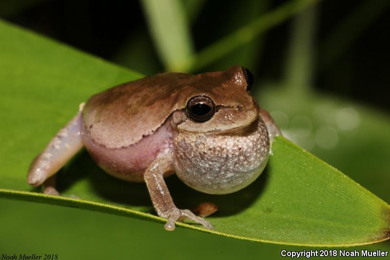 Pine Woods Treefrog (Hyla femoralis)